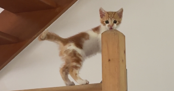 ilan pet sitter à MONTLUCON 03100_2