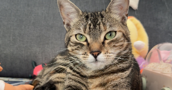 solène pet sitter à UZEMAIN 88220_1