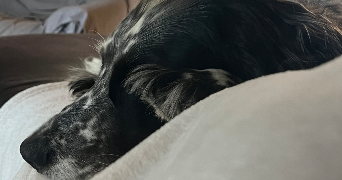 fanny pet sitter à GRENOBLE 38000_1