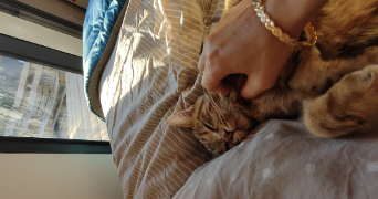 hanaa pet sitter à MONTREUIL 93100_1