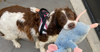 emma pet sitter à PARIS 10 75010_3