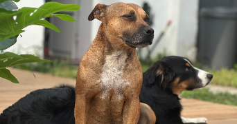 myriam pet sitter à La limouziniere 44310_0