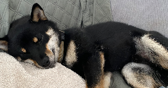 loeva pet sitter à TOULOUSE 31100_3