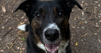 nolwenn pet sitter à Montigny les Cormeilles 95370_1