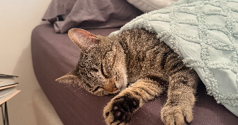 faustine pet sitter à ERDEVEN 56410_0