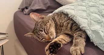 faustine pet sitter à ERDEVEN 56410