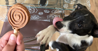 nadja pet sitter à MALANSAC 56220_4