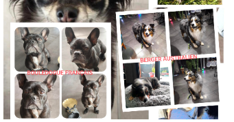 huan dog sitter à FARAMANS 01800_9