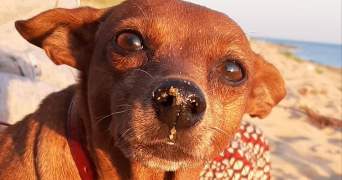maëla pet sitter à BEGLES 33130_5