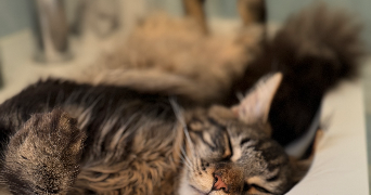 melanie cat sitter à BELLEVIGNY 85170_2