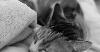 chloé cat sitter à DORLISHEIM 67120