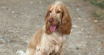 eugénie pet sitter à BREST 29200_1