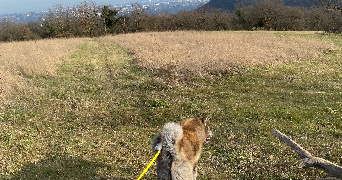 marie pet sitter à LYON 09 69009_4