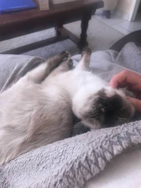 paloma pet sitter à Bordeaux 33300_2