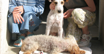jeanne pet sitter à BREST 29200_3