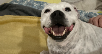 enzo pet sitter à PIERREFITTE SUR SEINE 93380_3