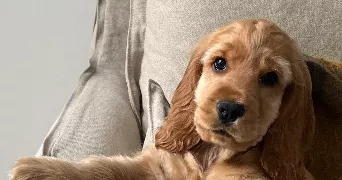 caroline pet sitter à PARIS 18 75018