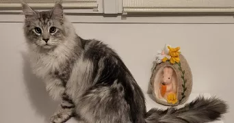anaïs pet sitter à COURVAUDON 14260