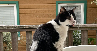 kevin pet sitter à NANTERRE 92000_4