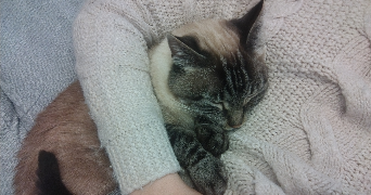 chrysoula pet sitter à BREST 29200_2