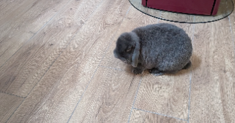 julie pet sitter à LE PLESSIS BRION 60150_2