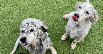 emmy pet sitter à RENNES 35000_4