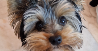 sascha pet sitter à HERSERANGE 54440_3