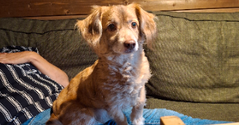 melina pet sitter à ILLIES 59480_1