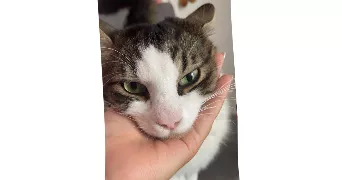 saraya pet sitter à ASNIERES SUR SEINE 92600