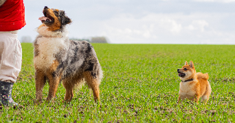 claudie pet sitter à MONTIVILLIERS 76290_6