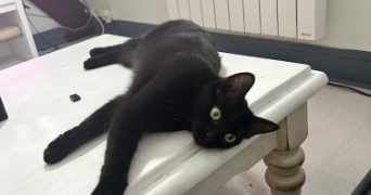 amandine pet sitter à ORLEANS 45000_2