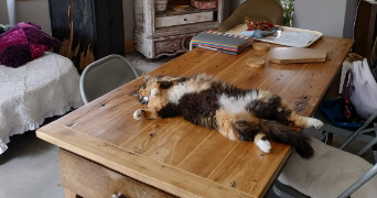 jade pet sitter à VILLEURBANNE 69100_0