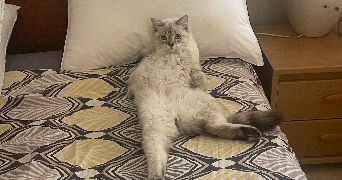 xiara pet sitter à LYON 04 69004_1