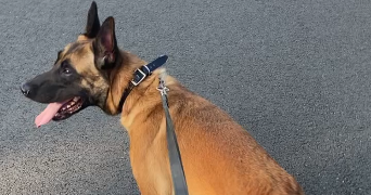 maëva-allison pet sitter à PONTOISE 95300_5