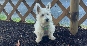 jean pet sitter à PARIS 05 75005_0