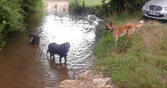 caroline pet sitter à ST BONNET DE MURE 69720_2