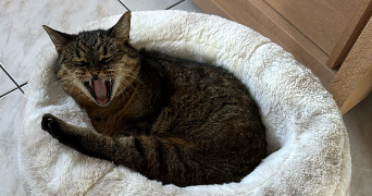 marie pet sitter à COURBEVOIE 92400_0