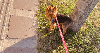 maria clara pet sitter à LORIENT 56100_1