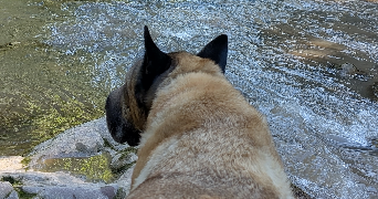 lili pet sitter à Vitrolles 13127_8