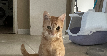 pauline pet sitter à MILHAUD 30540_3