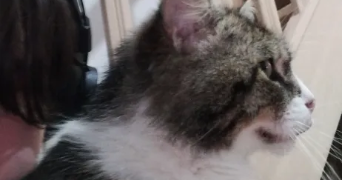 canelle pet sitter à DUNKERQUE 59140_1