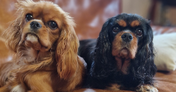 marie-sophie pet sitter à Saint-Ignat 63720_9