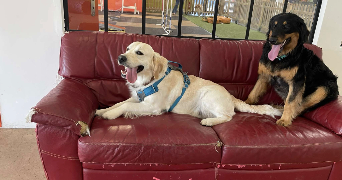 lea pet sitter à Marquette-lez-Lille  59520_1