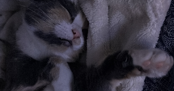 ikram pet sitter à IVRY SUR SEINE 94200_3