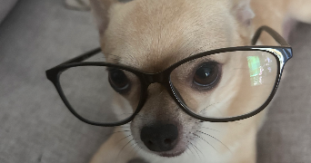 natty pet sitter à PERPIGNAN 66000_0