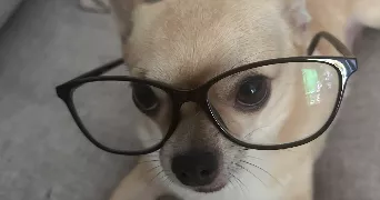 natty pet sitter à PERPIGNAN 66000