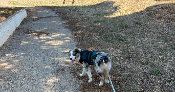 emilie pet sitter à PEROLS 34470_6