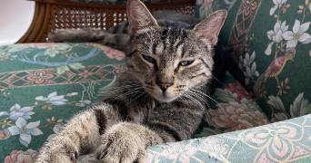 tom pet sitter à Lormont 33310_4