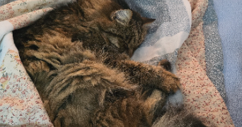 anna pet sitter à ROQUEBRUNE CAP MARTIN 06190_3