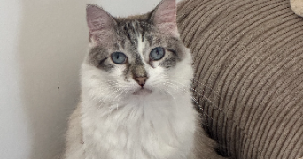 sarah pet sitter à MONTAUBAN 82000_2